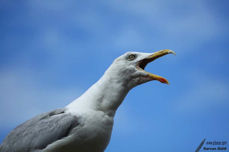 Herring gull / Goland argent