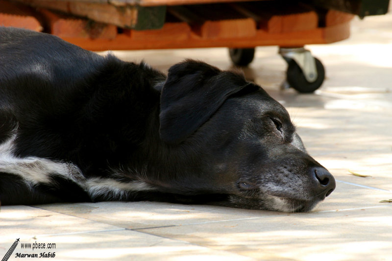 Nemo - Life is hard. / La vie est dure.