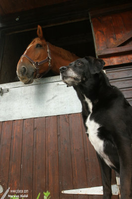 Maya & Nemo - Bodyguard / Garde du corps