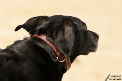 Nemo - Ears in the wind / Oreilles dans le vent