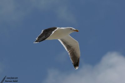 Herring gull / Goland argent