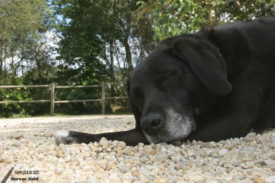Nemo - Asleep... / Endormi...