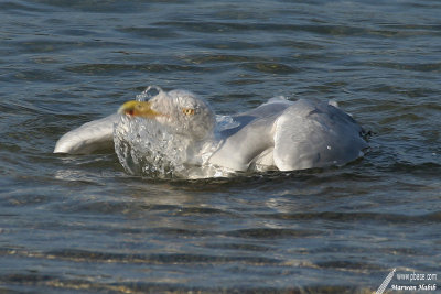 Herring gull / Goland argent
