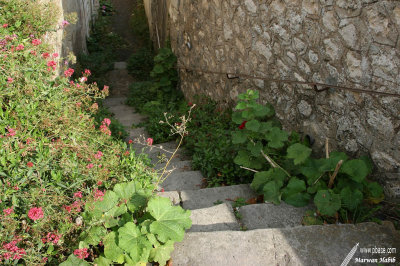Montsoreau - Escalier