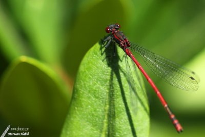 g1/96/632696/3/125655677.8Vjs2nBh.jpg