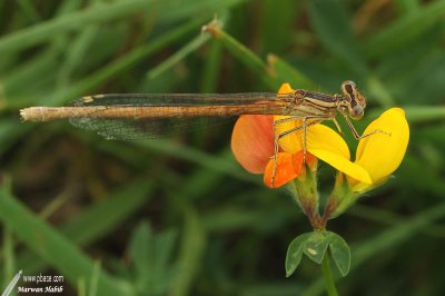 Damselfly / Demoiselle