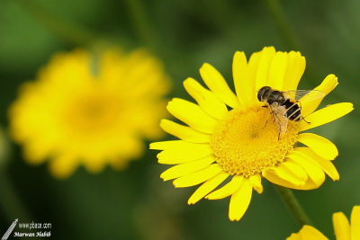 Hover fly / Syrphe