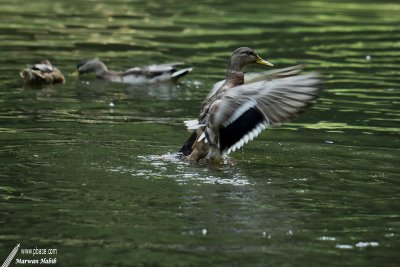 Duck / Canard - Showing off / Crneur