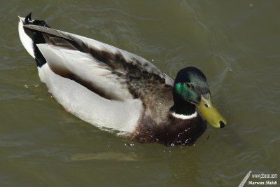 Mallard / Canard Colvert (Anas platyrhynchos)