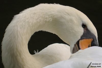 Swan / Cygne
