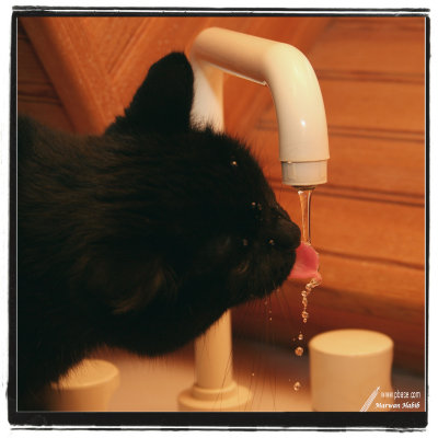 Kitty - Thirsty / Assoiffée