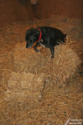 Nemo - Farm work / Travail de ferme