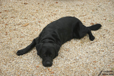 Vigo - It's a dog life... / Quelle vie de chien...