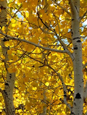 leaves of Aspen