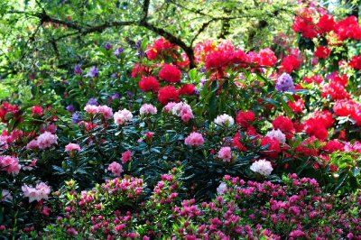 Rhodies of all colors