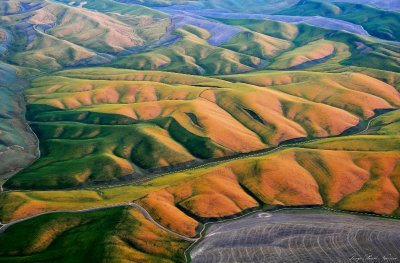 mosiac of colors in wheatfield