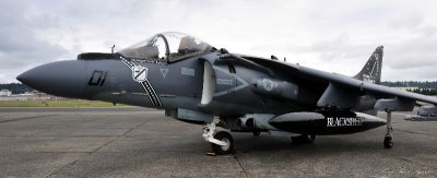 Blacksheep Harrier