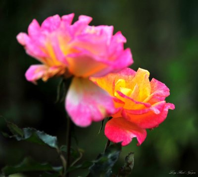 yellow and pink roses