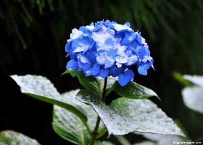 blue hydrangea