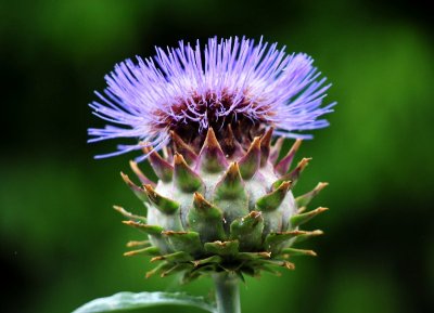 purple spike flower 