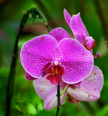 Pink orchid, Hawaii Tropical Botanical Garden, Hawaii  