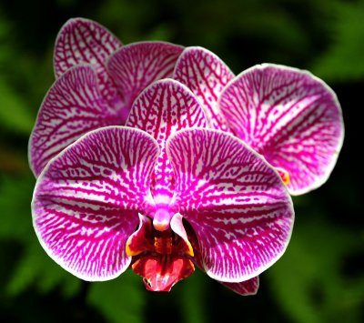 Pink orchid, Hawaii Tropical Botanical Garden, Hawaii  