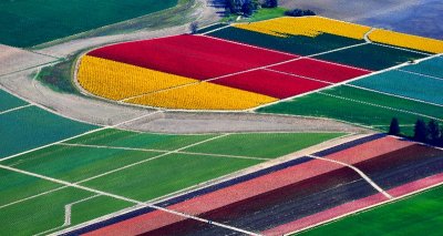 skagit valley tulip fields, Mt Vernon, Washington  