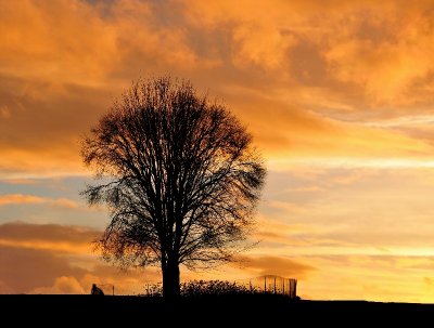 dark tree against sunset
