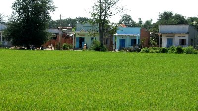 houses and rice field