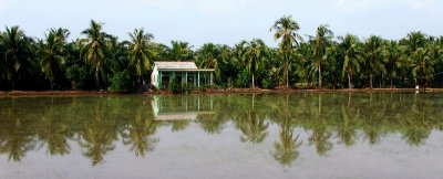 reflection of a rice farm