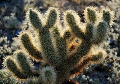 cactuss needles