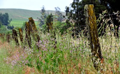 wildflowers