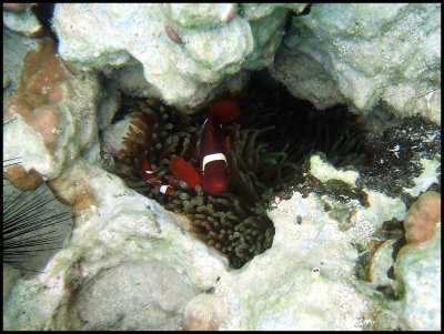 Tomato Anemonefish