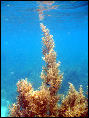 palawan_reef