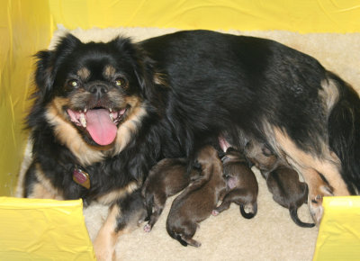 Lexy and Newborn Pups