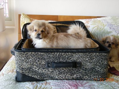 suitcase.dillon.jpeg
