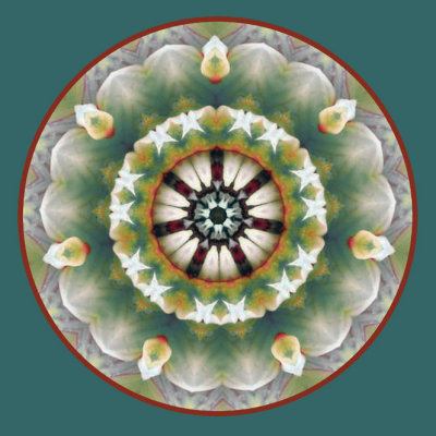 Kaleidoscopes from Dahlia Photo