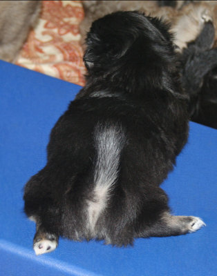 Lucy's Skunk Tail