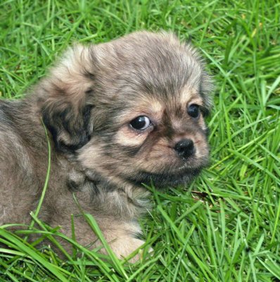 Stan in Grass 8 wk