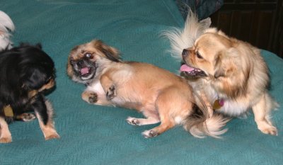 Lexy, Lily, Tory