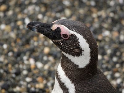 Magellanic Pinguin