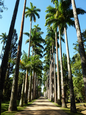 Botanic Gardens - Rio