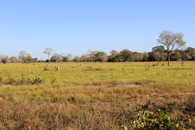 Pantanal