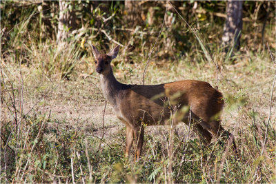 South American Red Brocket