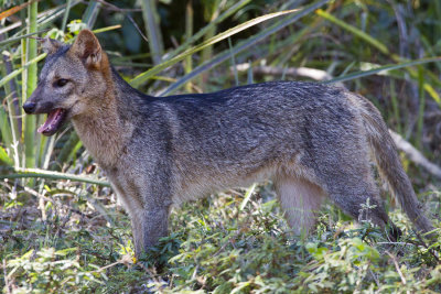 Crab-eating Fox