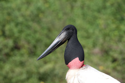 Jabiru