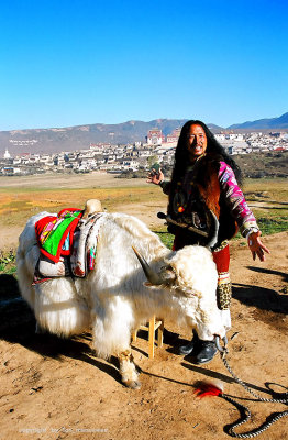 White yak for show