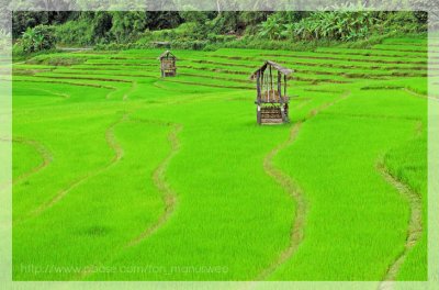 Rice field terrace