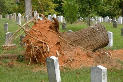 Large Tree Felled by March 2008 Tornado