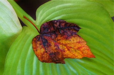 Fall Leaf/Hosta Leaf